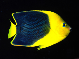 yellowfish22
