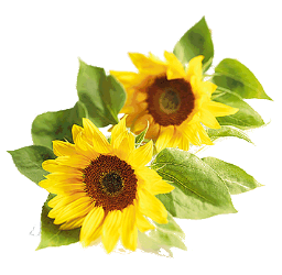 kleiner_sonnenschein889