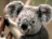 koalalover