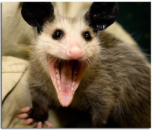 baby20possum1.jpg