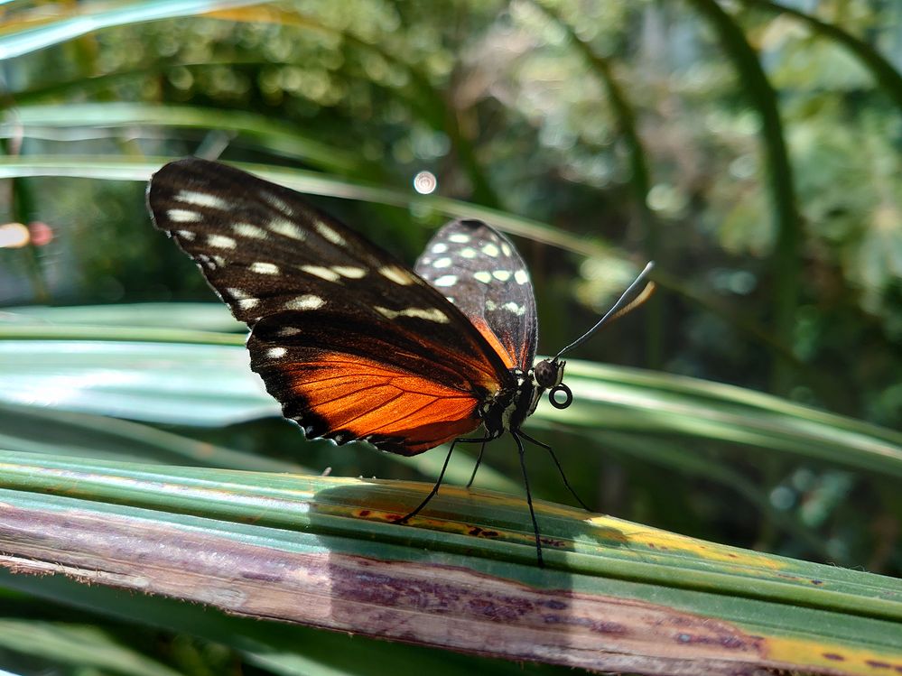 California Academy of Sciences, San Francisco