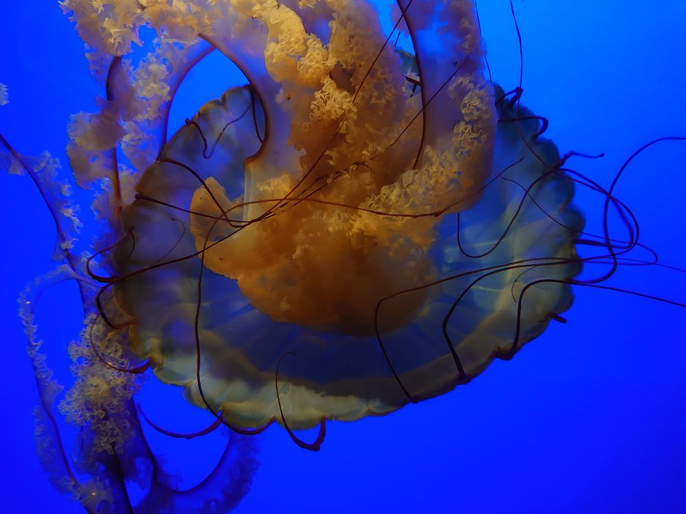 California Academy of Sciences, San Francisco