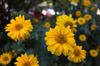DSC07947.jpg