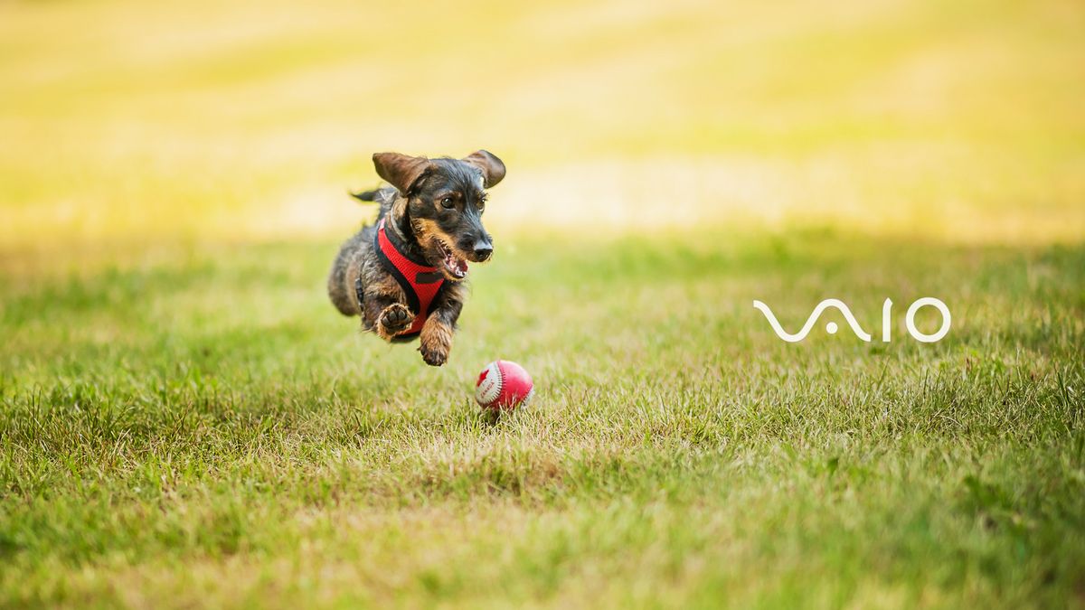 mini dachshund