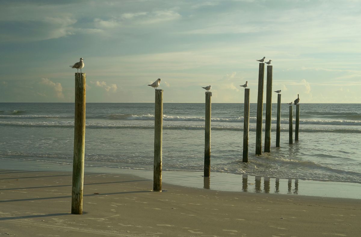 Seagulls on guard