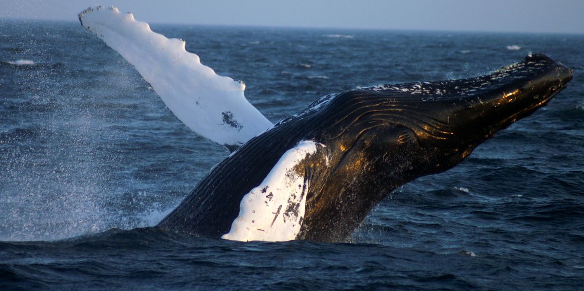 Humpback Stellwagen Banks. L'un de mes projets serait de réaliser des mini guides billingues pour enfants 7 a 12ans pour leur donner des fiches repères sur les animaux et leur donner aussi du lexique en anglais