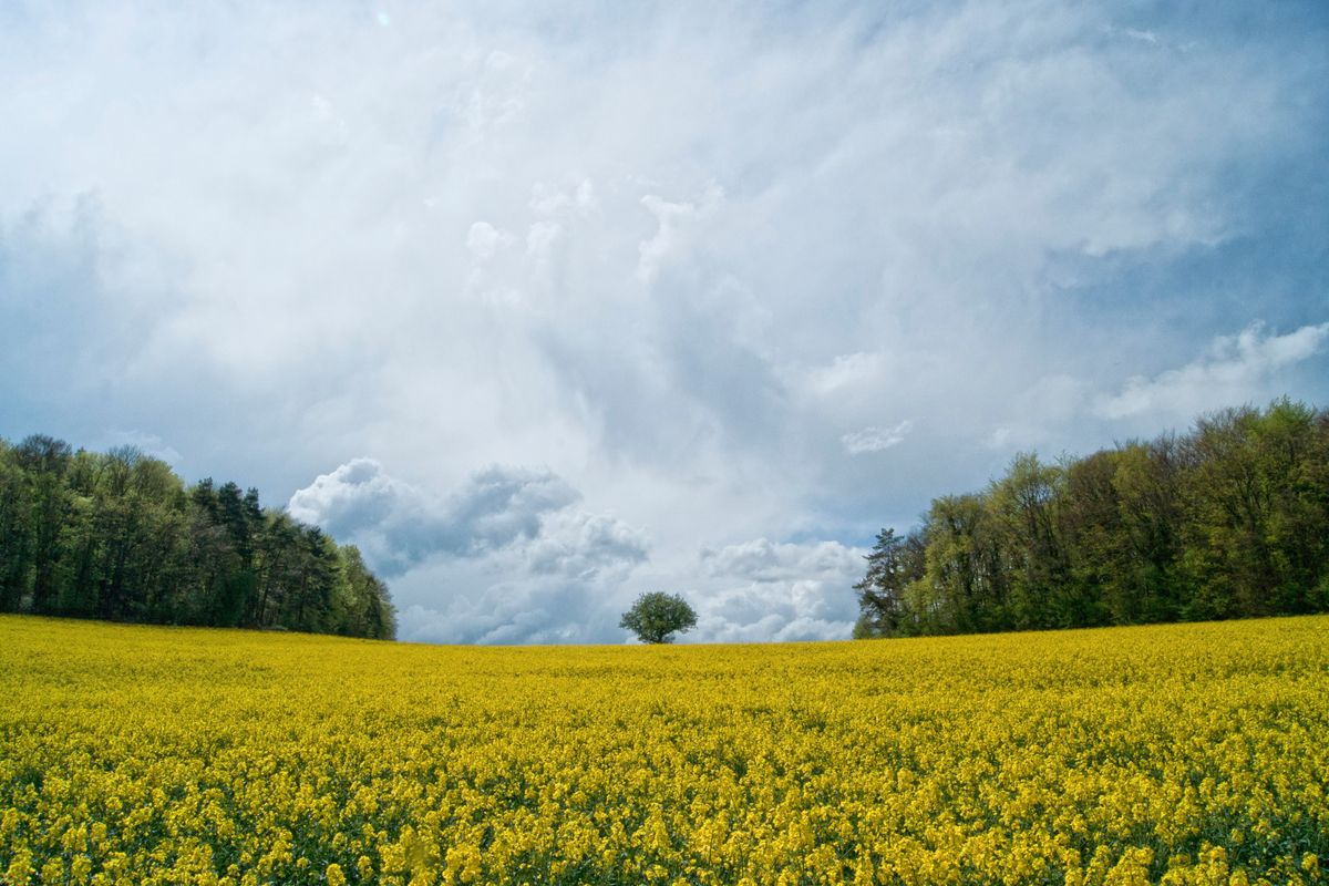 Seul au milieu du colza