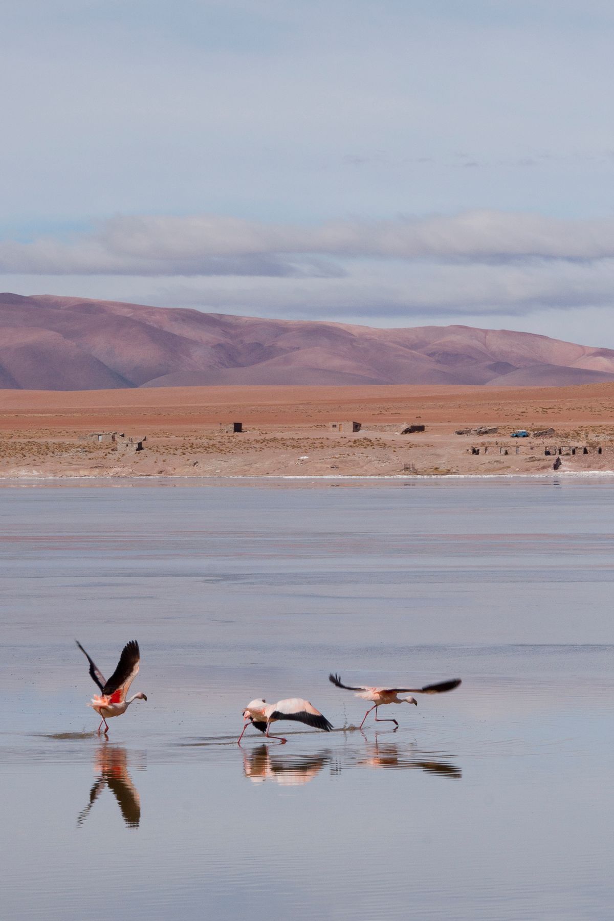 Famille de flamants sur l'Altiplano bolivien