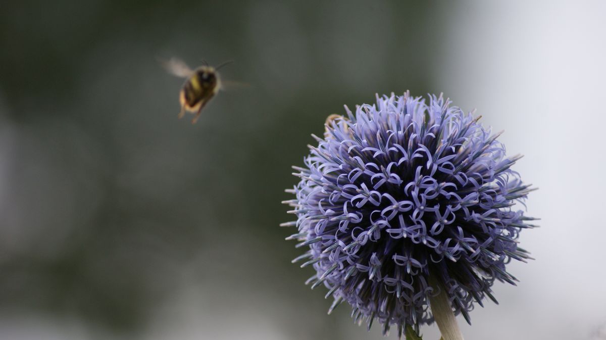 nature- bee my flower