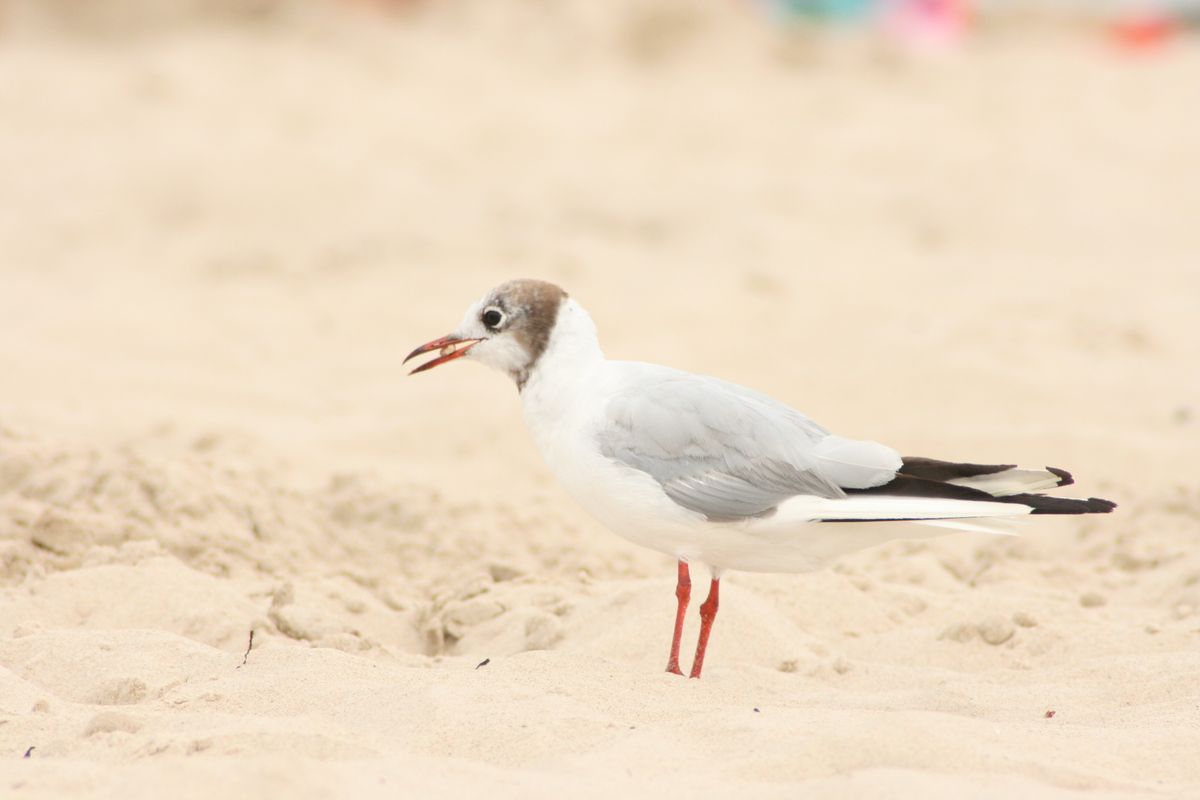 a Seagull at the Baltic Sea ( Taken with my EOS 400D)