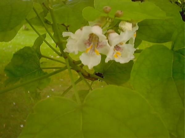 Indian Bean Tree blossom in the grounds of Romsey Abbey