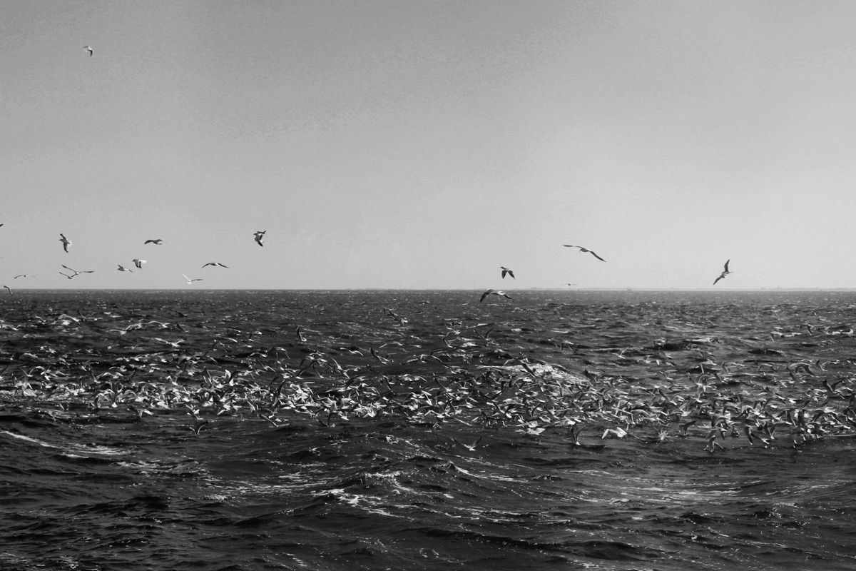 Meeuwen op de Nederlandse Waddenzee