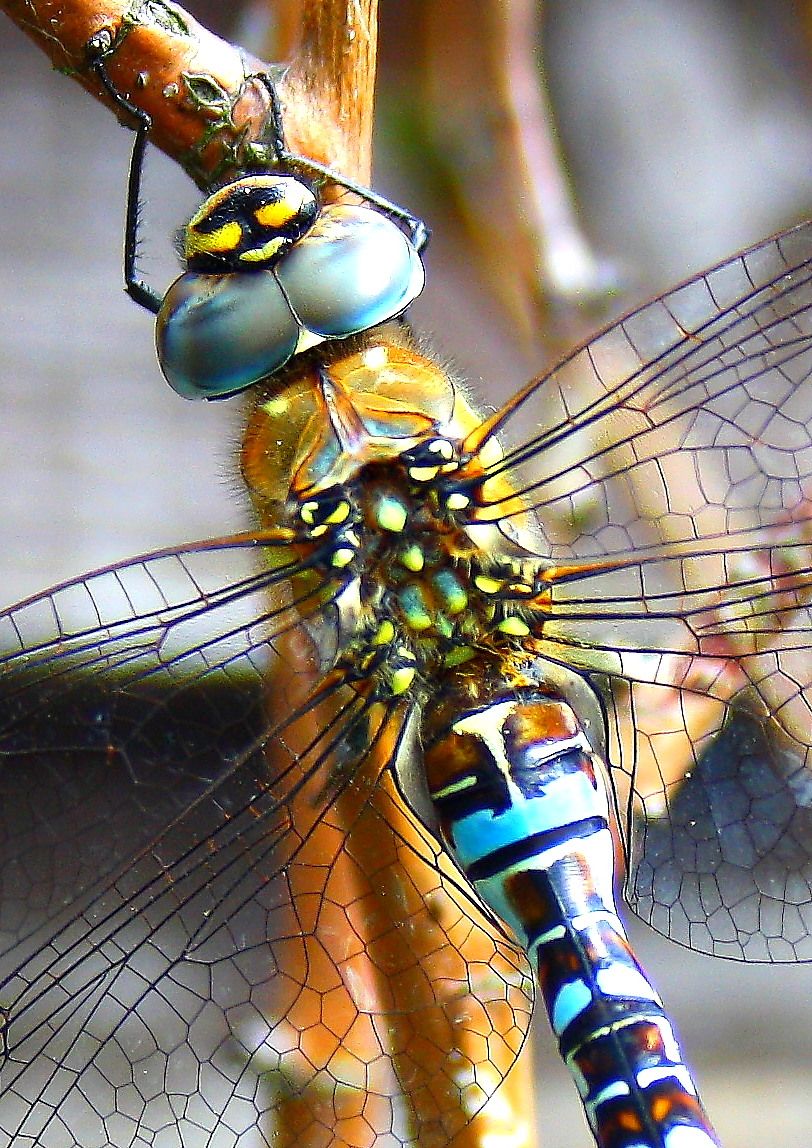 dragon fly