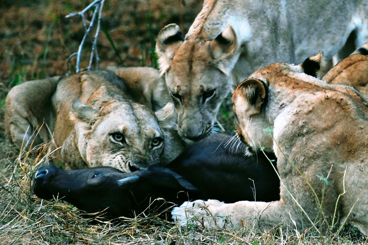 Late afternoon in South Luangwa, Zambia