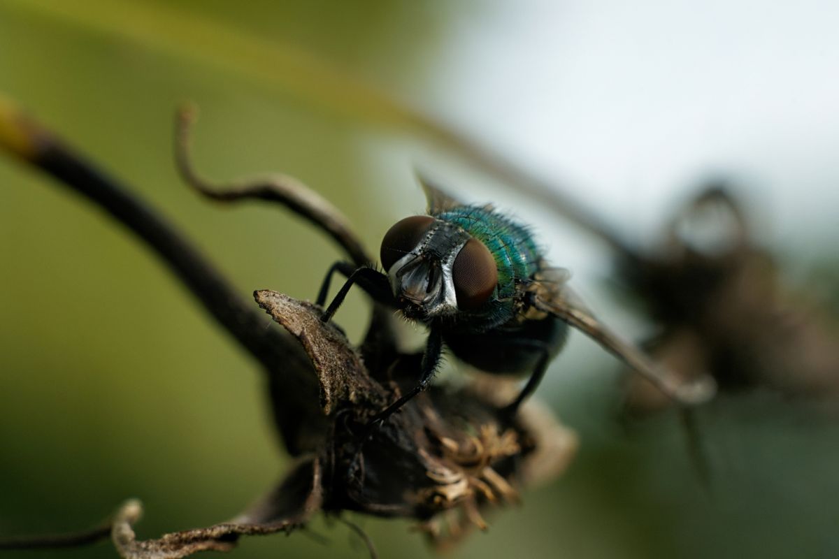 Green bottle fly (Lucilia caesar)