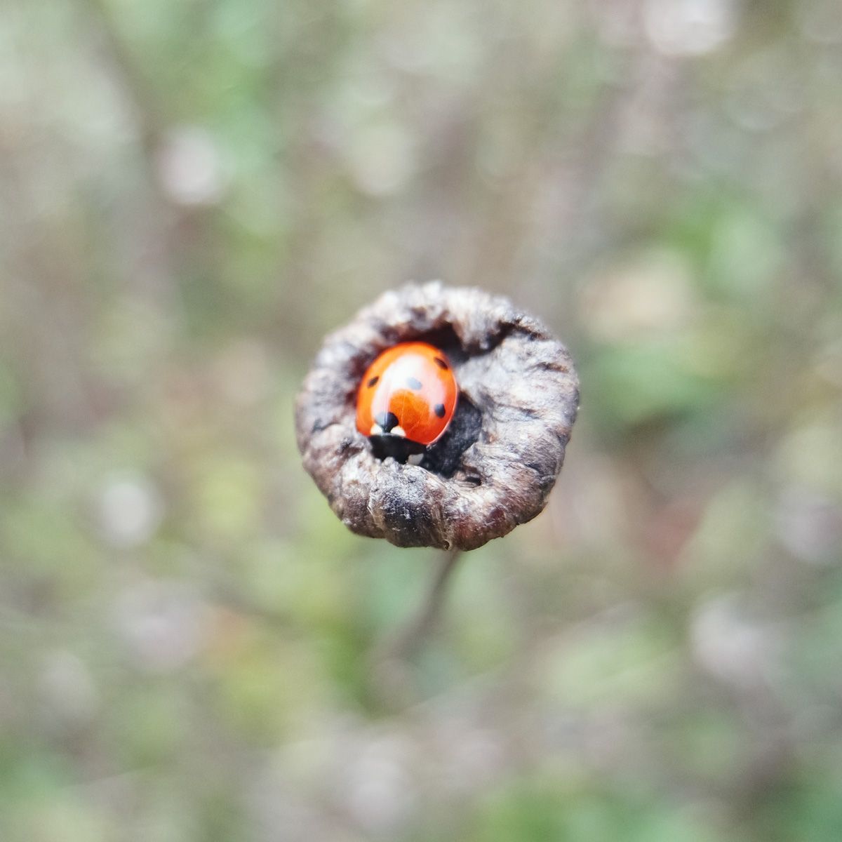 Ladybug.jpg