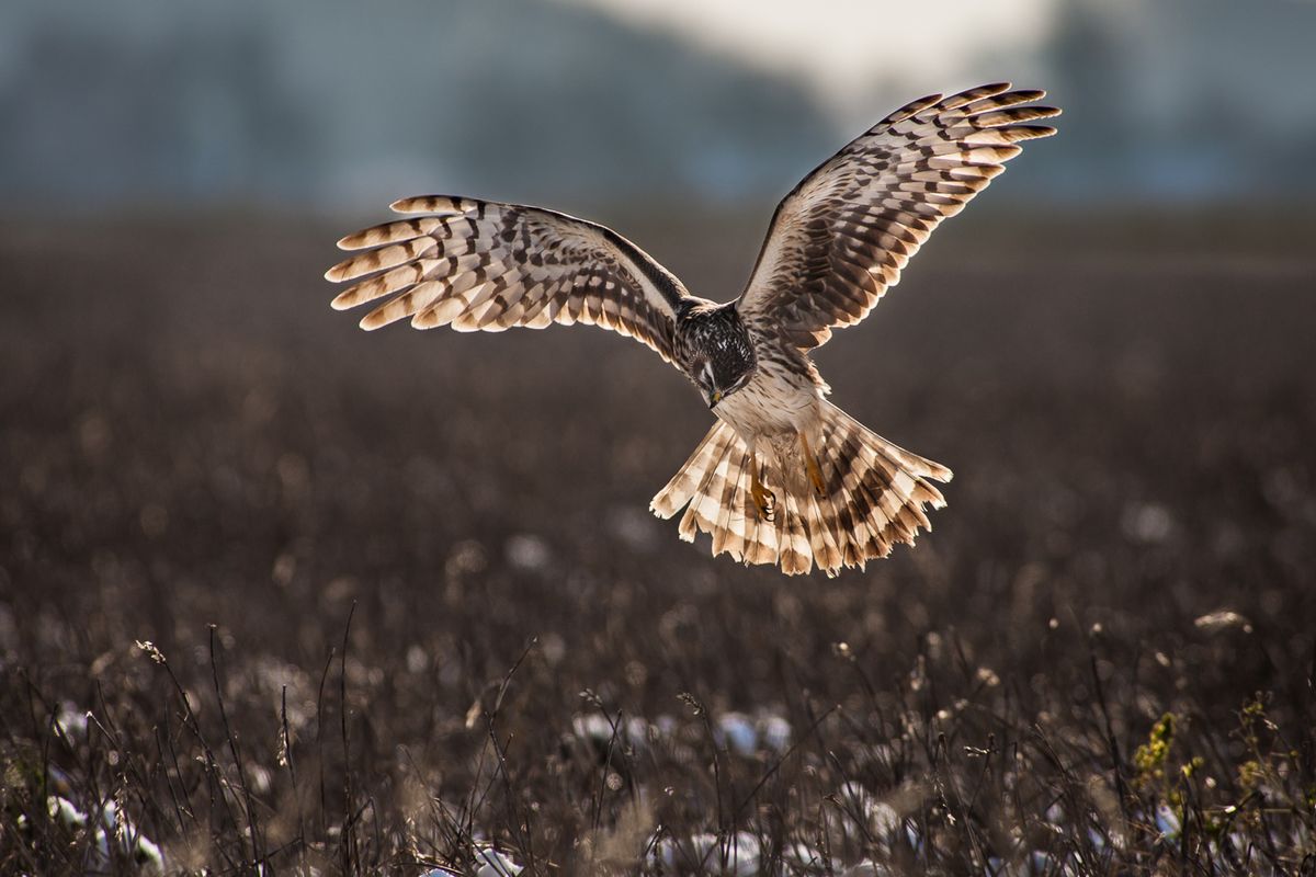 A hen harrier hunts on mice.