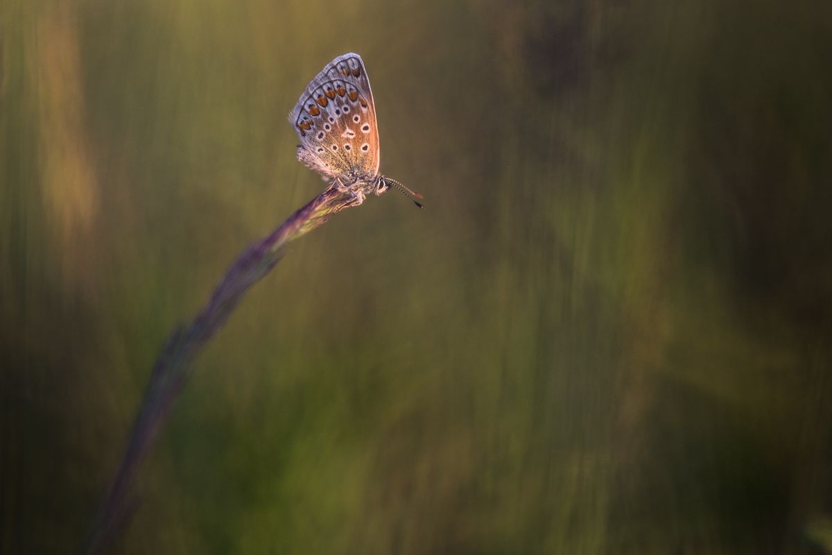 Common blue