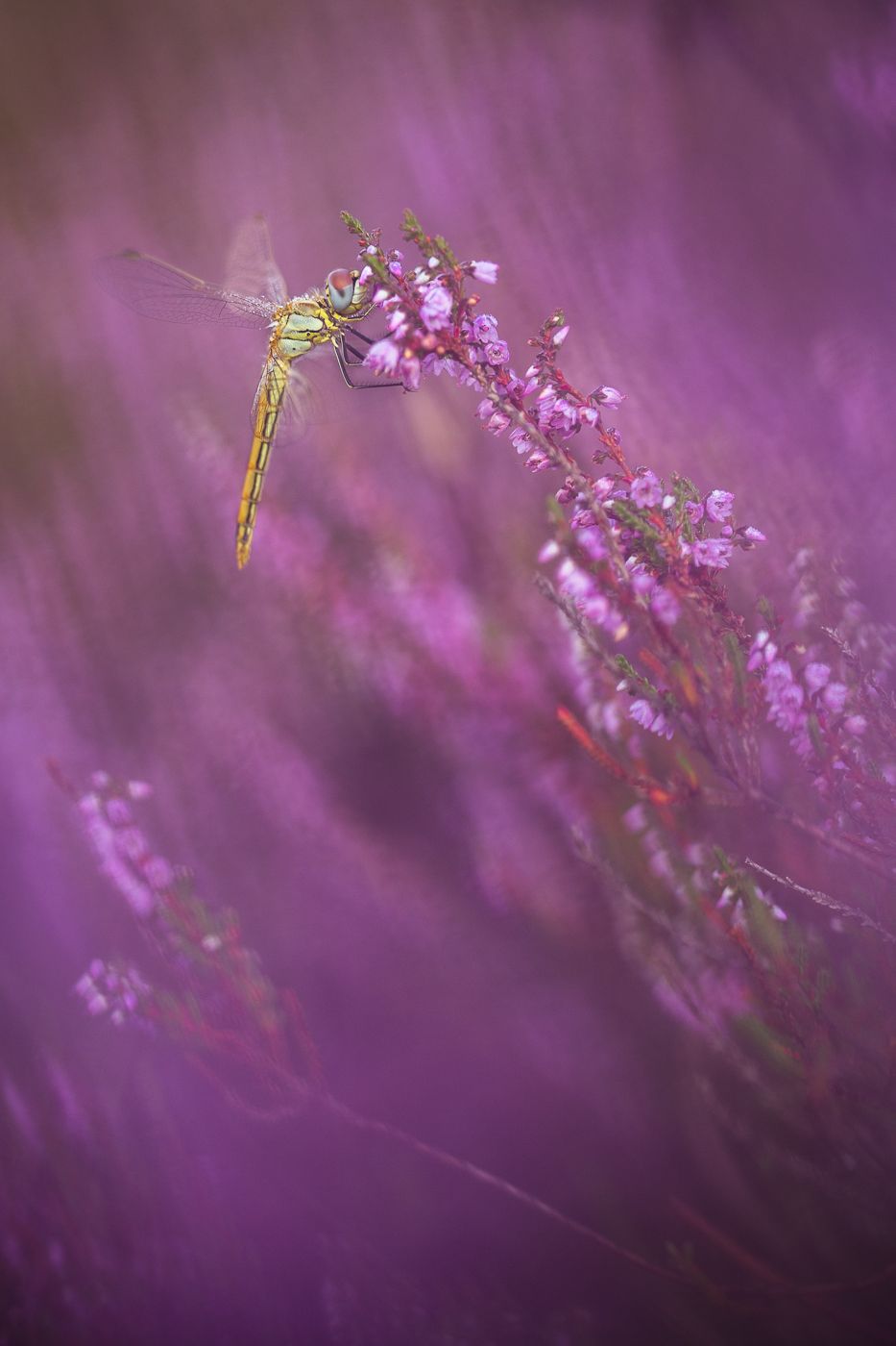 Red-veined darter in the heather