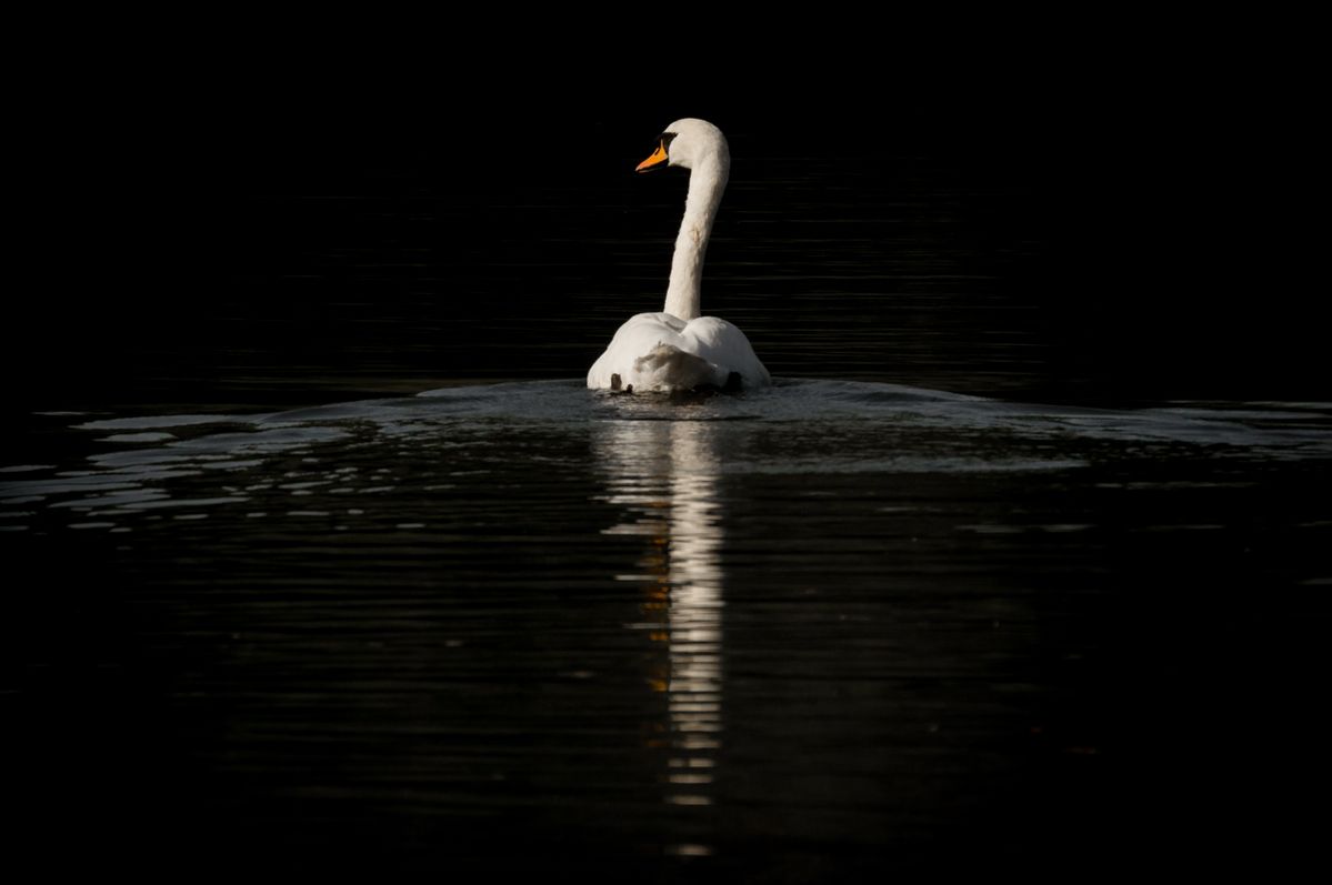 Sunlit swan.jpg