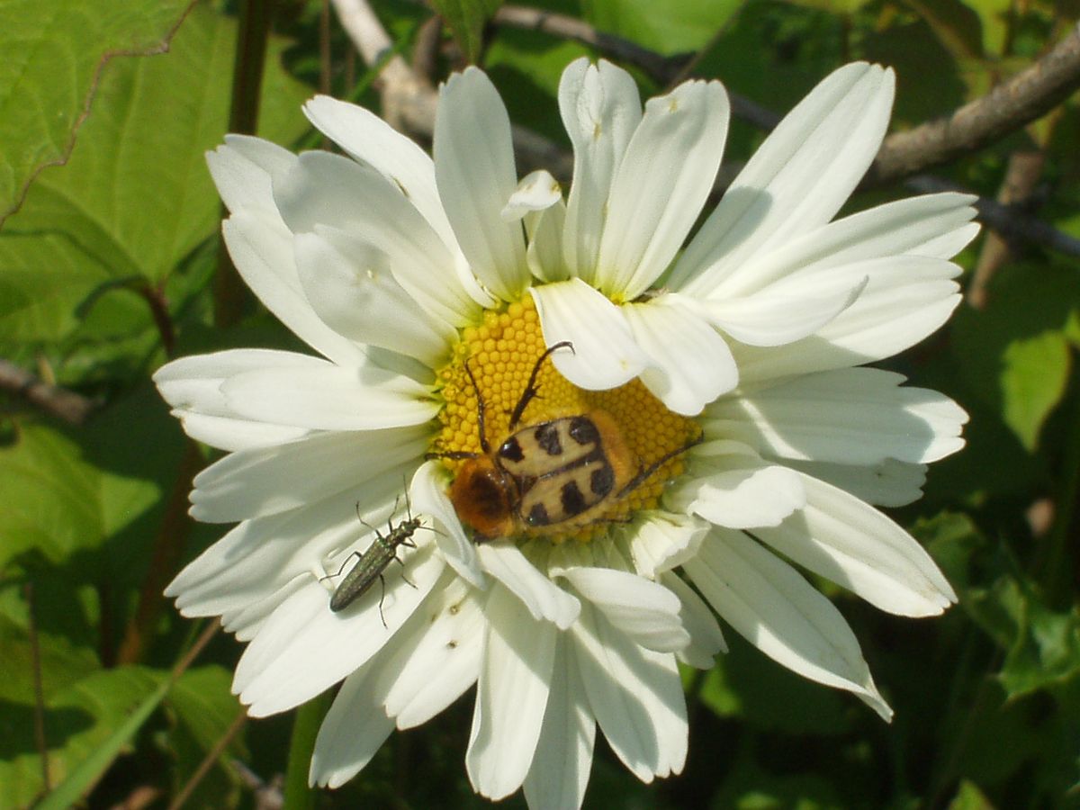 naja...blume, hummel, irgendwas käferartiges