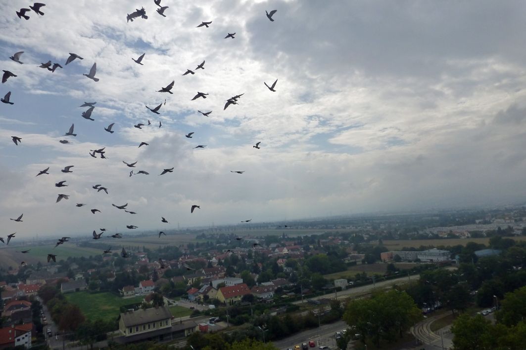 Vogelschwarm über Oberlaa