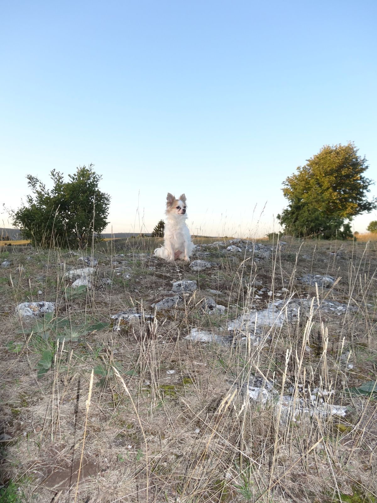 Spaziergang in der schönen Natur