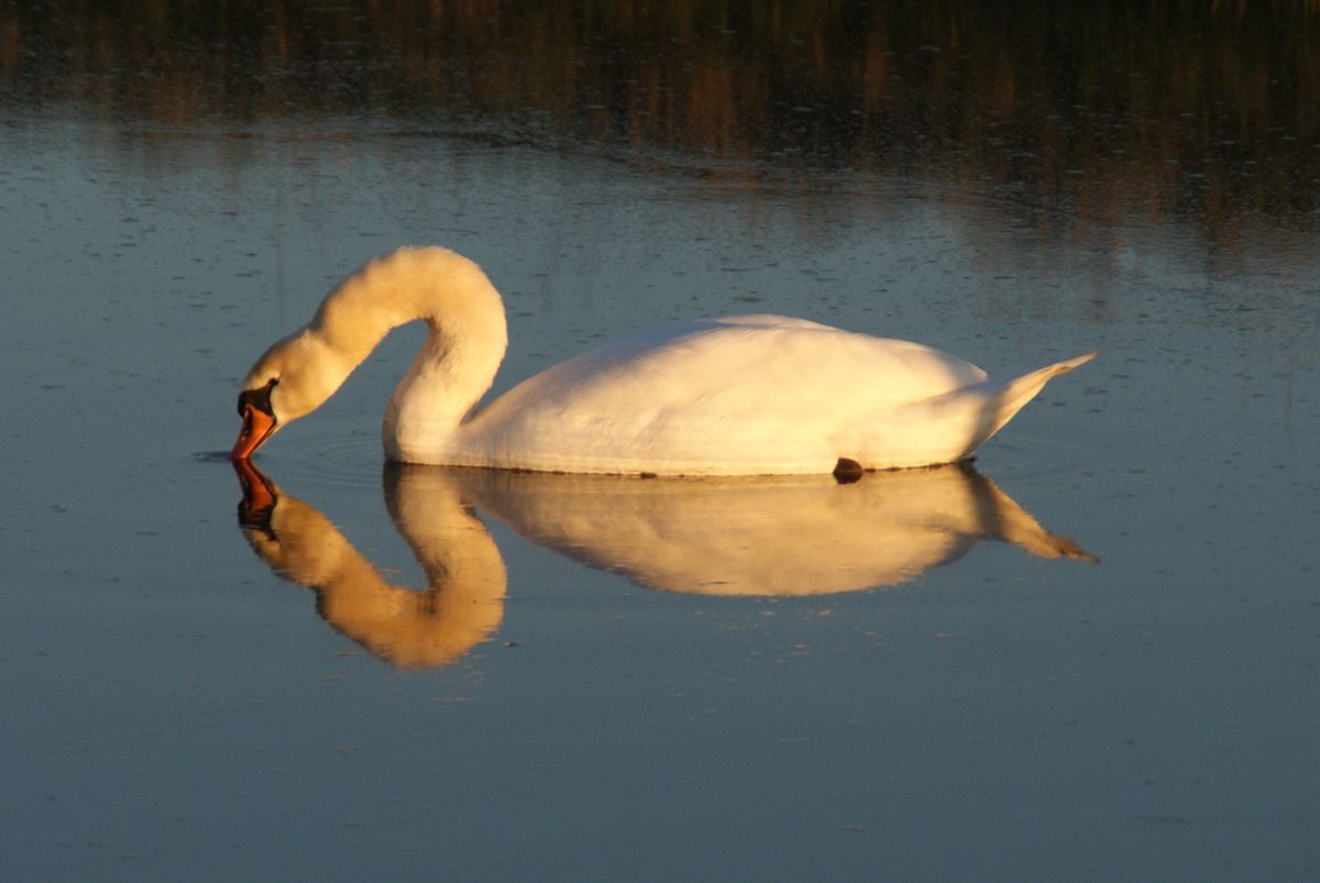 Zwaan die door spiegeling in water een hart vormt