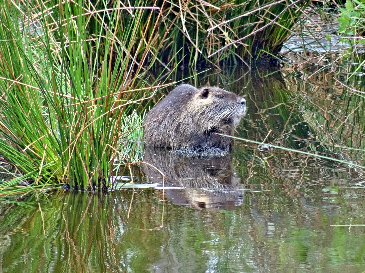 Nutria6.JPG