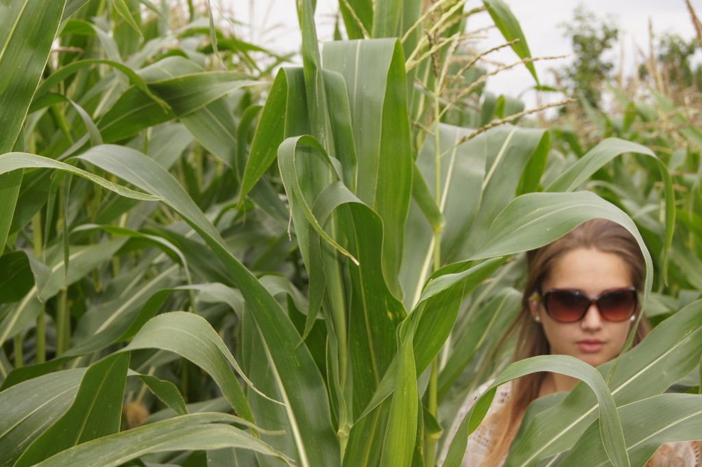 Cornfields make the best hiding places (for scary movies)