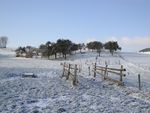 Snowy orchard