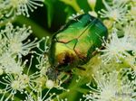 Gold-Rosenkäfer, Der Käfer fliegt mit geschlossenen Flügeldecken, in dem er die häutigen Hinterflügel durch Seitenschlitze unter den Flügeldecken hervorschiebt.