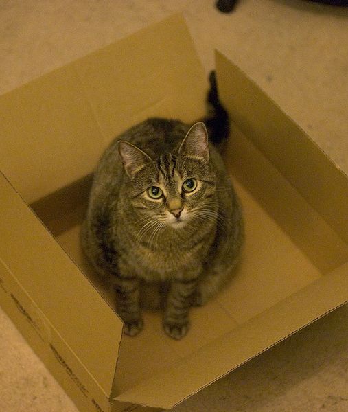 Cat in Box.jpg