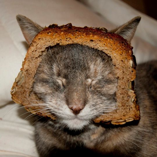 breaded-cat.jpg