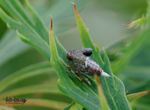 das Tierchen ist geragemal 6-7mm groß, deshalb auch nicht sooo scharf, aber ich finde das man hier sehen kann, "sie sind unter uns" :))