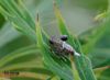 das Tierchen ist geragemal 6-7mm groß, deshalb auch nicht sooo scharf, aber ich finde das man hier sehen kann, "sie sind unter uns" :))