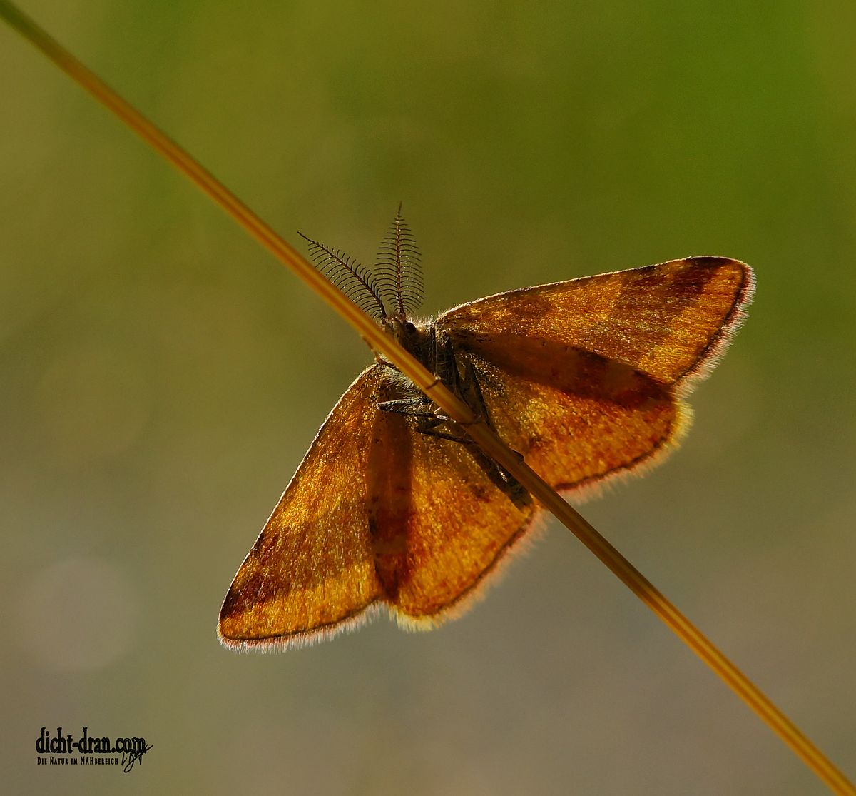 Heidespanner ♂