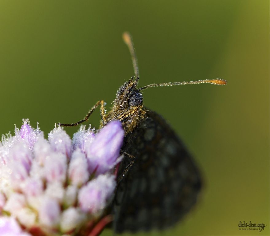 feuchte Augen