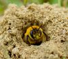 diese Art lebt in der Erde, oftmals bis zu einem halben Meter tief. Mit ihren Sammelbürsten können sie große Mengen an Pollen transportieren, das sieht dann so aus als hätten sie Hosen an.