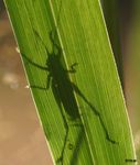 eine kleine Grille hat es sich auf dem Blatt gemütlich gemacht und tankt Sonne.