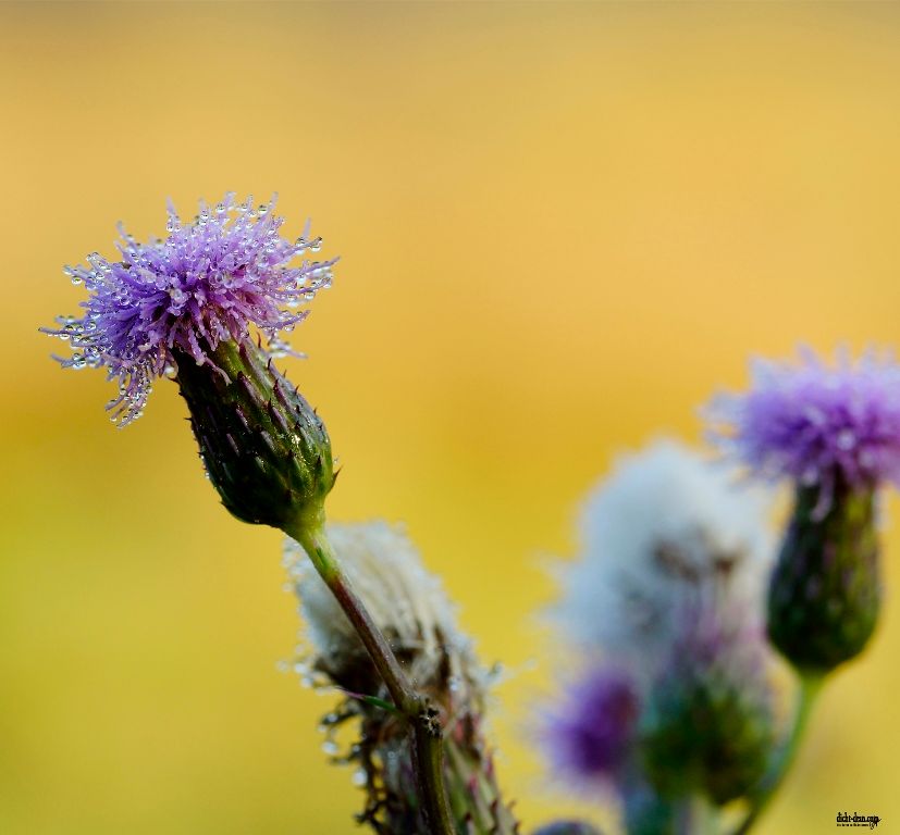 wilde Distel, wäre noch schöner wenn da ein Distelfalter drauf gesessen hätte. Aber man kann ja nicht alles im Leben haben. :(