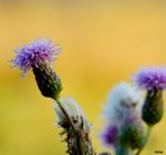 wilde Distel, wäre noch schöner wenn da ein Distelfalter drauf gesessen hätte. Aber man kann ja nicht alles im Leben haben. :(