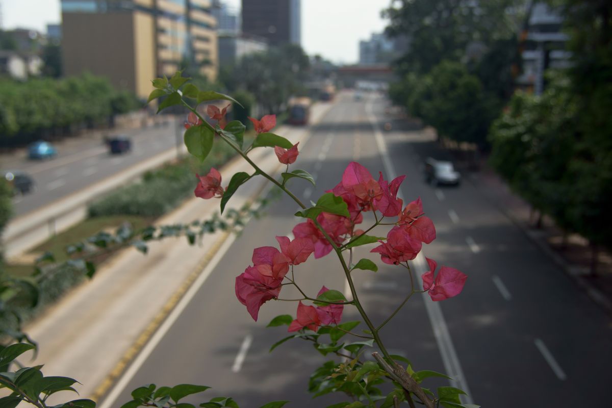 Djakarta flowers