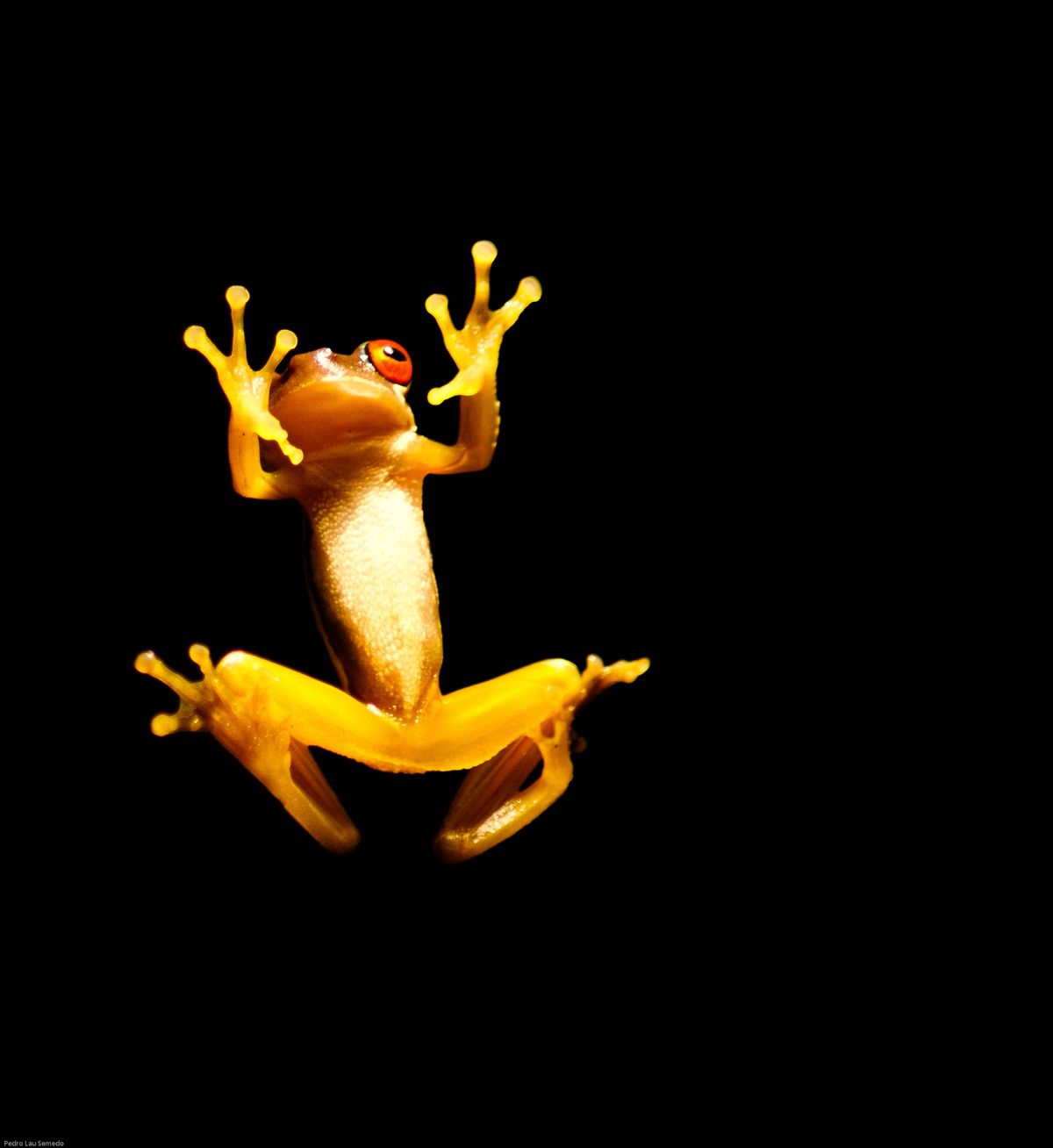 Picture taken in a Ranarium in Costa Rica. Is was very dark so I asked my girlfriend to shine a flashlight at the frog.