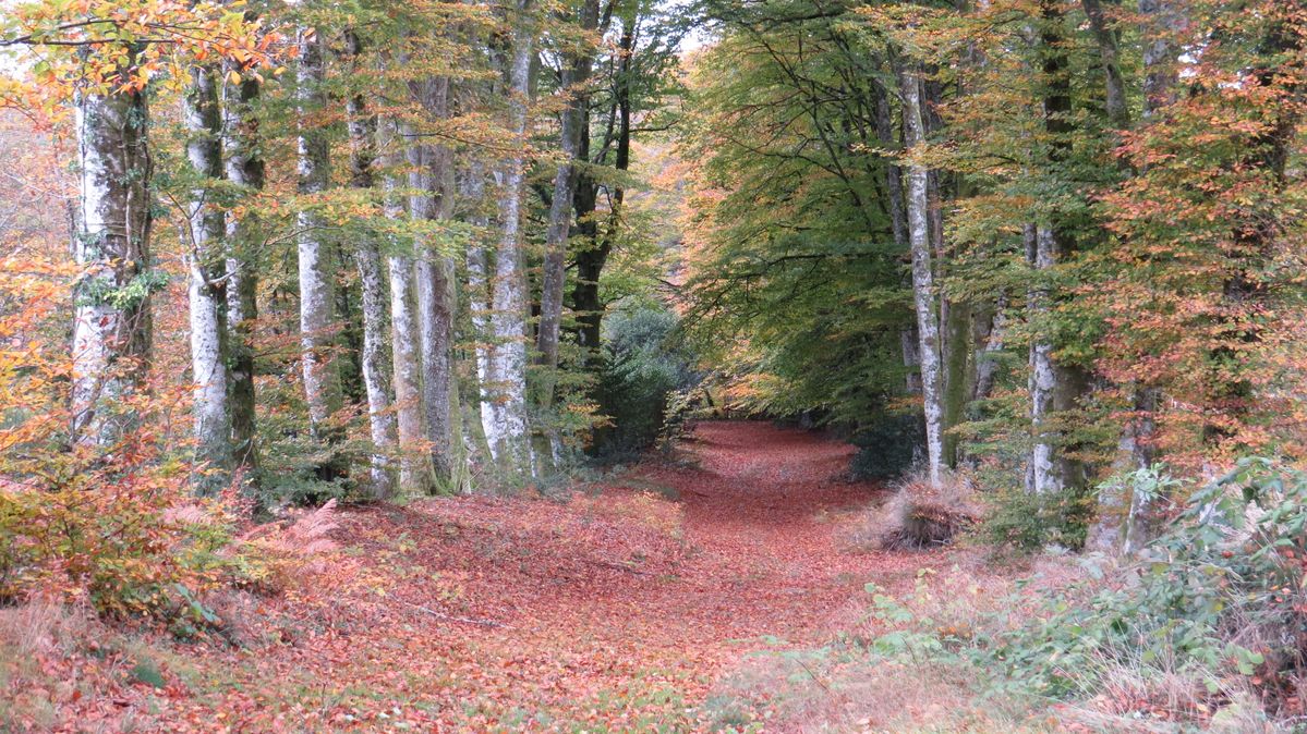 L'Automne avec ses couleurs