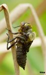 Ich hatte das Glück einer Metamorphose bei zuwohnen, das war mehr als interessant.Ich hoffe es gefällt euch auch.