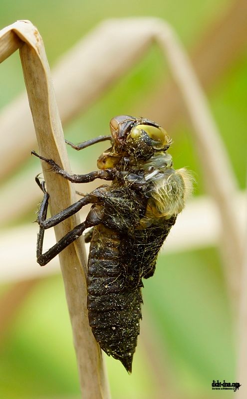 Metamorphose einer Heidelibelle.jpg