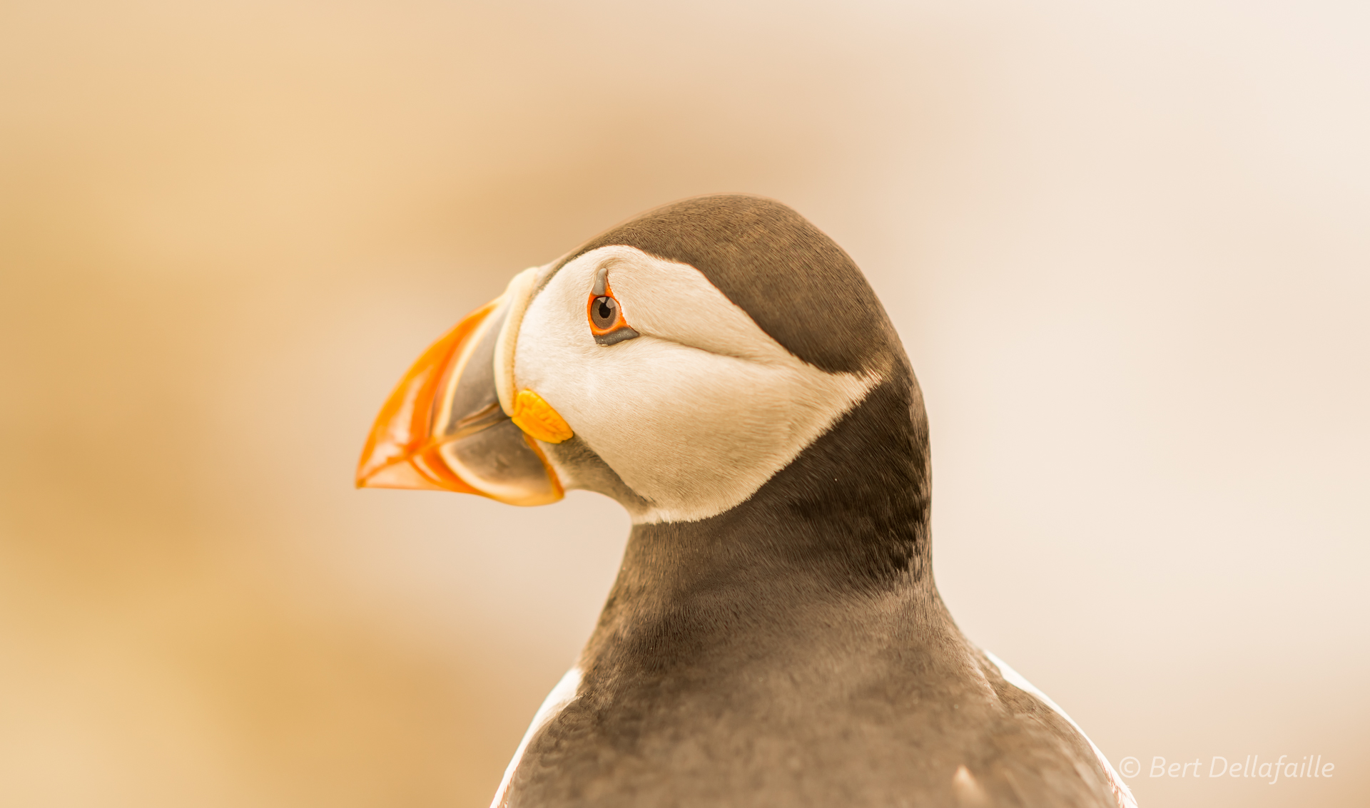 Puffin portrait 4