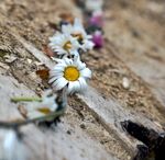 forgotten daisy flower on wooden trunk