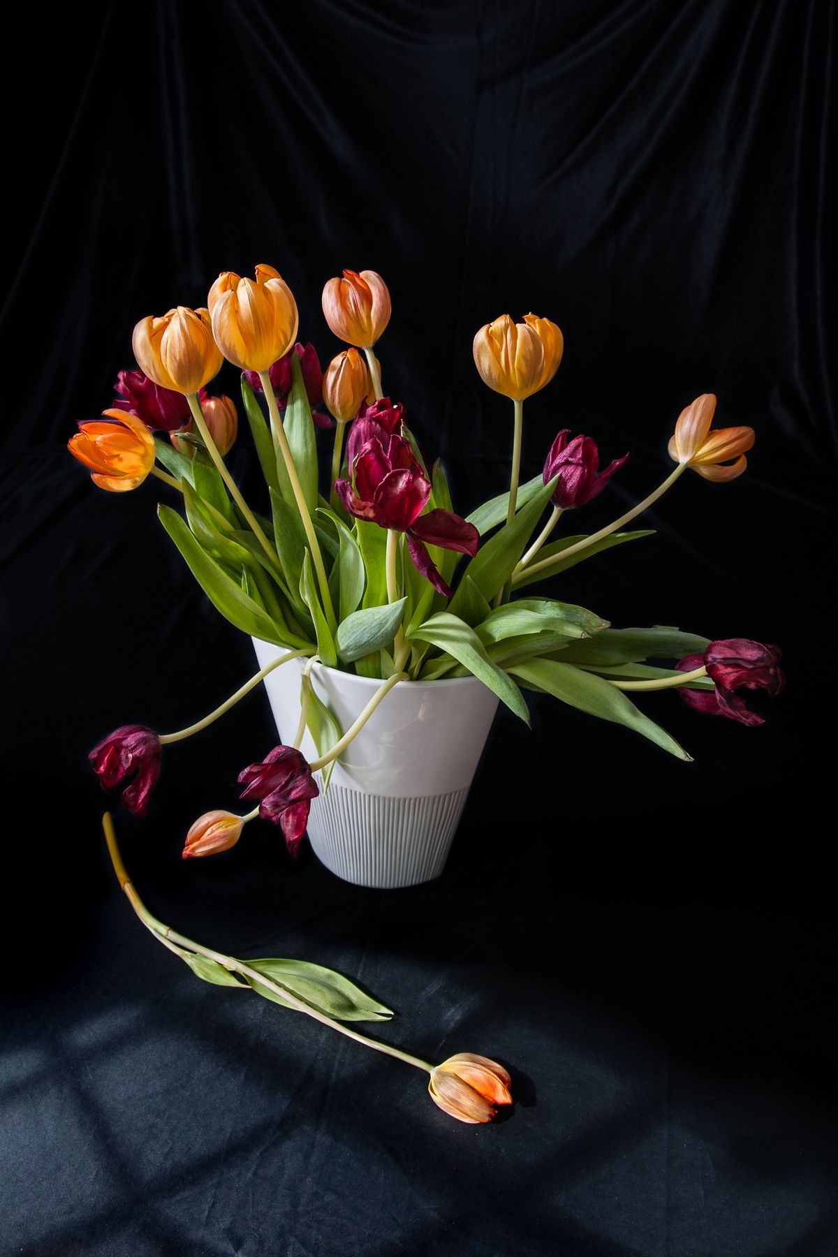 Tulips #5